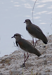 Southern Lapwing